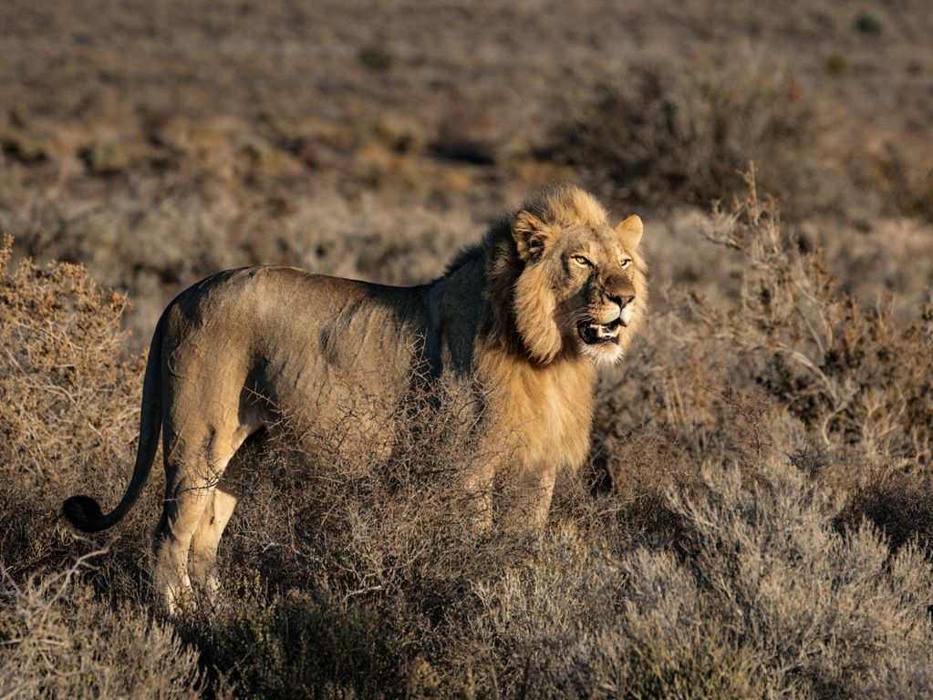 Kruger NP leeuw Zuid Afrika groepsrondreis 1